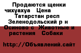 Продаются щенки чихуахуа › Цена ­ 18 000 - Татарстан респ., Зеленодольский р-н, Осиново с. Животные и растения » Собаки   